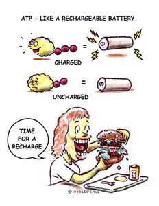 ATP as a rechargeable battery