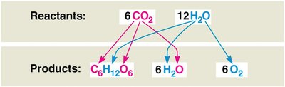 Photosynthesis equation showing reactants and products