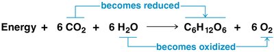 Redox changes in photosynthesis equation