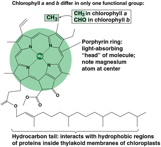 Structure of chlorophyll a and b