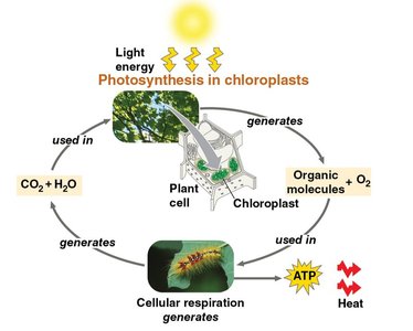Photosynthesis and cellular respiration cycle