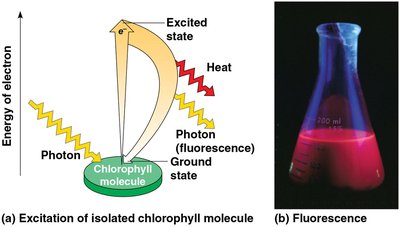 Excitation and fluorescence of chlorophyll