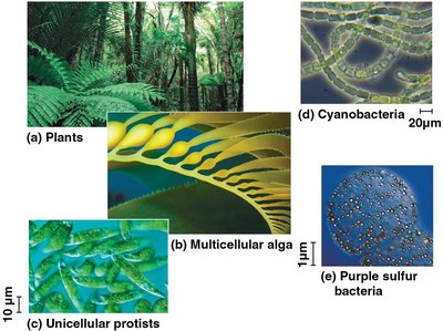 Examples of photoautotrophs: plants, algae, protists, cyanobacteria, purple sulfur bacteria