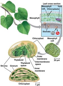 Structure of a leaf and chloroplast, showing mesophyll, stomata, thylakoids, and grana