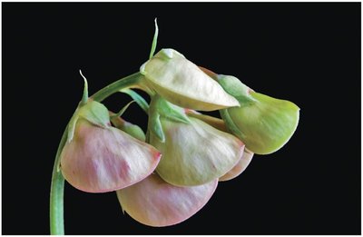 Pea plant flowers used in Mendel's experiments