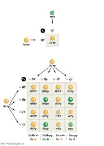 Dihybrid cross illustrating independent assortment