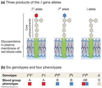 ABO blood group alleles and phenotypes