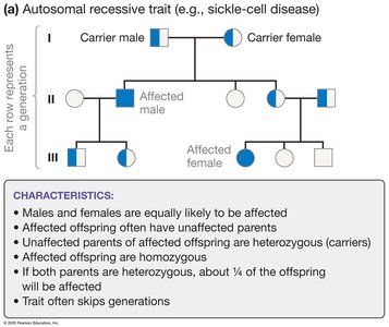 Autosomal recessive pedigree (sickle-cell disease)