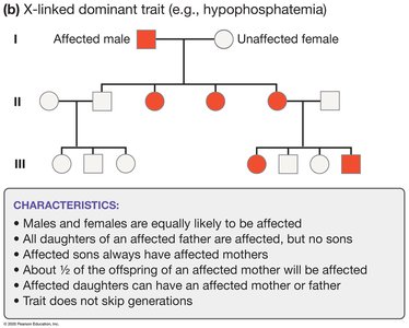 Comparison of X-linked recessive and dominant pedigrees