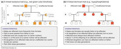 X-linked dominant pedigree (hypophosphatemia)