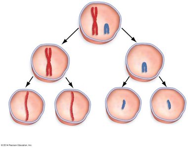 Meiosis and independent assortment