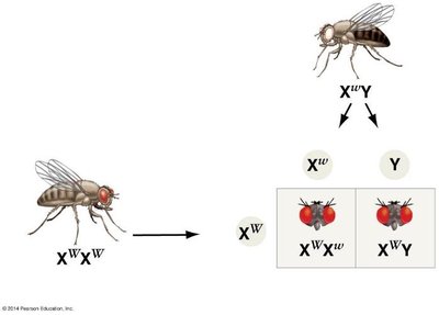 Reciprocal cross for X-linked inheritance