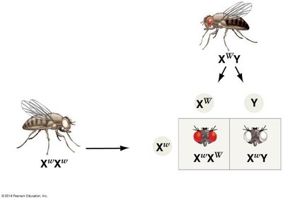 Reciprocal cross for X-linked inheritance (opposite direction)