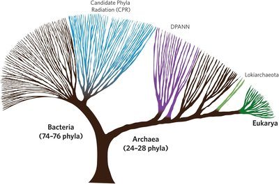 Tree of life showing evolutionary relationships among Bacteria, Archaea, and Eukarya