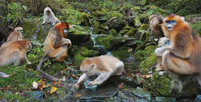 Qinling golden snub-nosed monkeys in a forest, representing biological diversity based on carbon chemistry