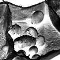 Starch granules in a potato tuber cell
