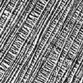 Cellulose microfibrils in a plant cell wall