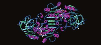 Molecular model of alcohol dehydrogenase, a protein