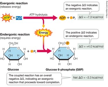 Example of ATP hydrolysis coupled to glucose phosphorylation