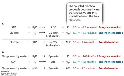 Table of coupled reactions with ΔG values