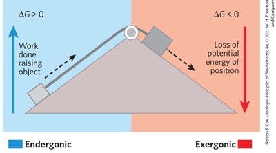 Diagram comparing endergonic and exergonic processes