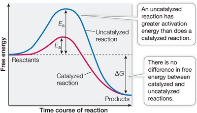 Graph showing effect of enzyme on activation energy