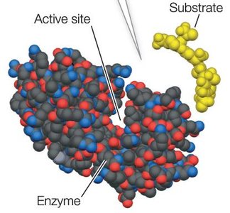 Enzyme with active site and substrate