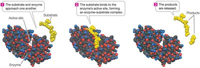Steps of enzyme-substrate binding and product release