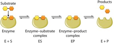 Schematic of enzyme-substrate complex formation and product release
