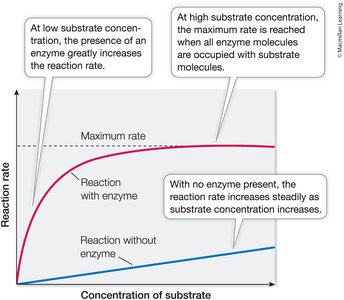 Graph of reaction rate vs. substrate concentration