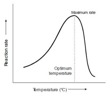 Graph of reaction rate vs. temperature