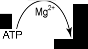 Diagram of competitive, uncompetitive, and noncompetitive inhibition