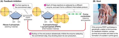 Diagram of feedback inhibition in a metabolic pathway