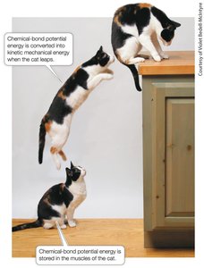 Cat jumping, illustrating conversion of chemical potential energy to kinetic energy
