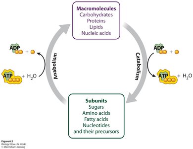 Diagram of anabolic and catabolic pathways with ATP cycling
