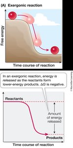Diagram of exergonic reaction energy profile