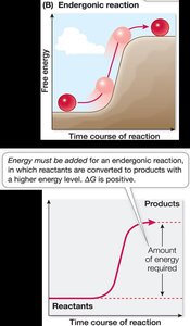 Diagram of endergonic reaction energy profile