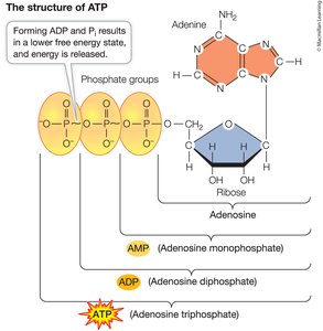 Structure of ATP molecule