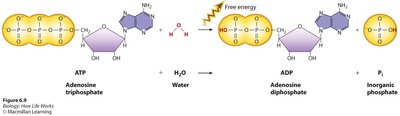 ATP hydrolysis reaction