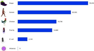 Gene number comparison bar chart