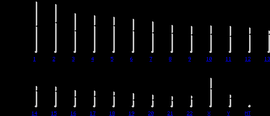 Human chromosome karyotype