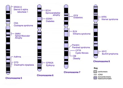 Antithrombin gene and protein function