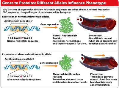 Transcription and Translation Overview