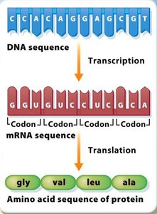 Genetic Code Table