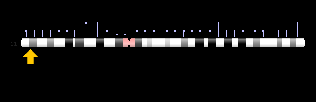 Transcription and Translation: DNA to Protein
