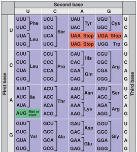 Genetic code table and codon example