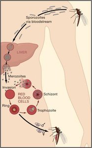 Plasmodium falciparum life cycle