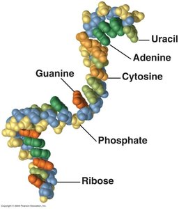 Structure of RNA with labeled bases