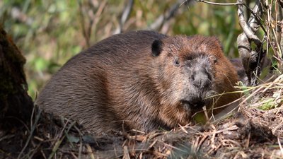 Beaver as an ecosystem engineer