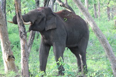 Elephant as an ecosystem engineer